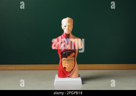 Manichino anatomico umano che mostra gli organi interni vicino alla lavagna Foto Stock