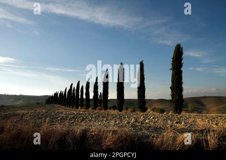 Linea di cipressi nel paesaggio rurale toscano, Val d'Orcia, Toscana, Italia Foto Stock