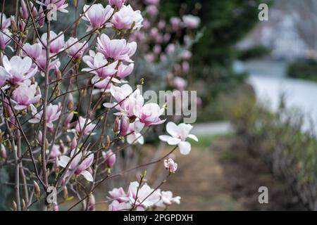 Macchia di magnolia fiorente con fiori rosa sui rami in primavera. Fiori rosa tenera in primavera. Foto Stock