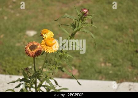 fiore giallo con germoglio nel mio giardino Foto Stock