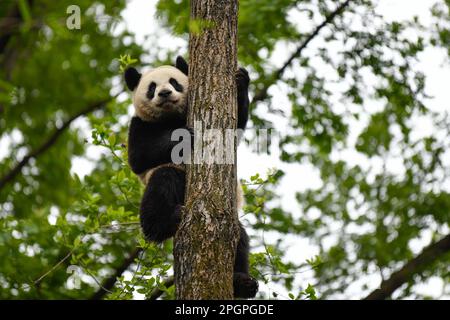 Chengdu, provincia cinese del Sichuan. 22nd Mar, 2023. Il panda gigante Jin Xiao sale su un albero alla base di ricerca di Chengdu della riproduzione di panda gigante a Chengdu, provincia di Sichuan, nel sud-ovest della Cina, il 22 marzo 2023. Credit: Xu Bingjie/Xinhua/Alamy Live News Foto Stock