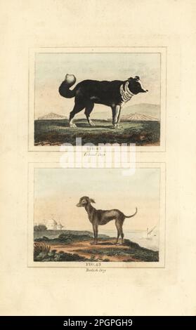 Islanda cane 42, razza islandese di cane da pastore spesso, e cane turco, una razza calva di Great Dane. Canis lupus familiaris. Incisione a mano su copperplate dopo Jacques de Seve dell’edizione di James Smith Barr di Comte Buffon’s Natural History, A Theory of the Earth, General History of Man, Brute Creation, Vegetals, Minerals, T. Gillet, H. D. Symonds, Paternoster Row, Londra, 1807. Foto Stock