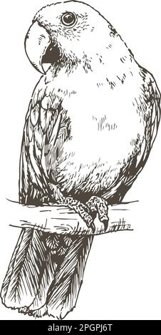 Disegno a mano realistico di un pappagallo eclectus, illustrazione vettoriale Illustrazione Vettoriale