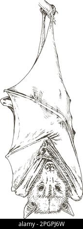 pipistrello sospeso o volpe. Disegno disegnato a mano, illustrazione vettoriale Illustrazione Vettoriale