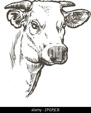 Disegno realistico disegnato a mano dell'illustrazione del vettore del bue Illustrazione Vettoriale
