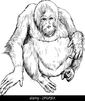 Disegno a mano realistico di orangutan. Illustrazione vettoriale Illustrazione Vettoriale