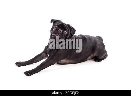 Completamente nero pug piccolo lap dog Foto Stock