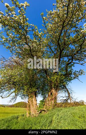 Vecchio albero di mele gnarled Foto Stock