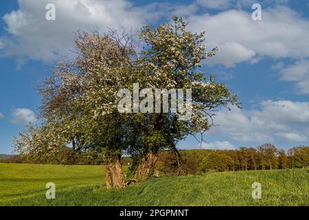 Vecchio albero di mele gnarled Foto Stock