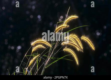 (Setaria) Foxtail erba selvatica fiori in natura luce d'oro, Kerala, India del Sud, India, Asia Foto Stock