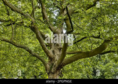 Grande vecchio platano (Platanus) in estate, baldacchino verde lussureggiante, tronco e rami gnarled, Monaco, Baviera, Germania Foto Stock