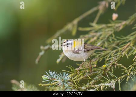 Falesie comuni (Regulus ignicapilla), Renania-Palatinato, Eifel, Germania Foto Stock