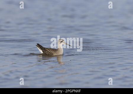 Legno Sandpiper (Tringa glareola) giovanile, nuoto, Suffolk, Inghilterra, Regno Unito Foto Stock