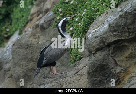 Spotted Cormorant (Sticarbo punctatus) punctatus) piume di riproduzione, Nuova Zelanda Foto Stock