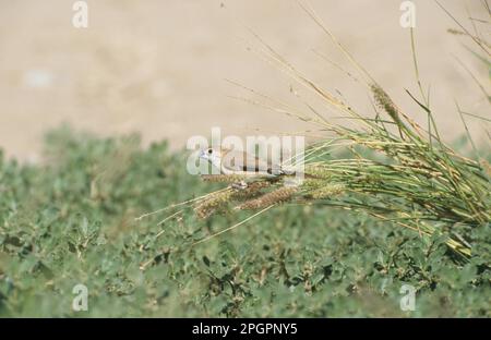 La becco d'argento indiano (Euodice malabarica) si nutre di semi d'erba, Oman Foto Stock