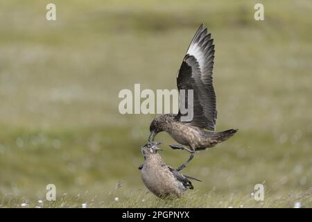 Grande Skua, grandi skuas (Stercorarius skua) Skua, Skuas, gabbiani, animali, Uccelli, Grande coppia Skua adulto, maschio che atterra su femmina come precussore all'accoppiamento Foto Stock