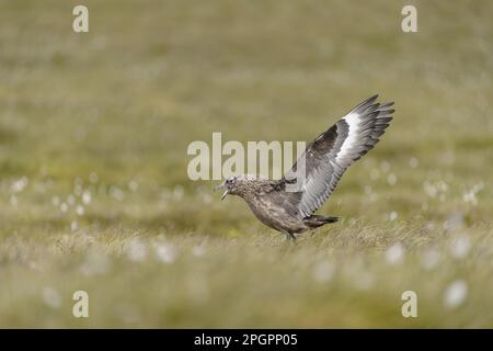 Grande Skua, grandi skuas (Stercorarius skua) Skua, Skuas, gabbiani, animali, Uccelli, Grande Skua adulto, esposizione sulla brughiera costiera, Unst, Shetland Foto Stock