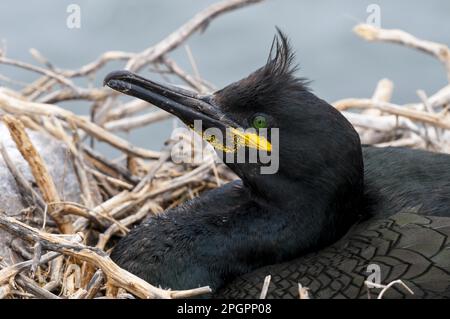 European Shag (Phalacrocorax aristotelis) adulto, allevamento piumaggio, primo piano della testa, seduta al nido ruvido fatto di ramoscelli sul Clifftop, interno Farne Foto Stock