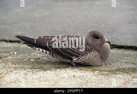 Skua (Sterocrarius longicaudus) a coda lunga giovanile, a riposo, Londra, Inghilterra, Regno Unito Foto Stock