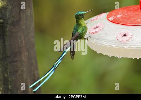 sylph a coda lunga (Aglaiocercus kingi), maschio adulto, si nutre al trogolo nella foresta pluviale montana, Ande, Ecuador Foto Stock