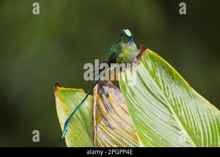 sylph a coda lunga (Aglaiocercus kingi), maschio adulto, seduto su una foglia nella foresta pluviale montana, Ande, Ecuador Foto Stock