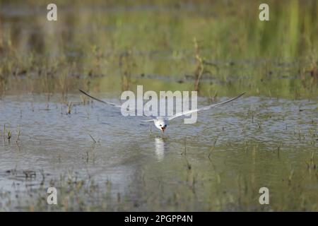 Tern (Gelochelidon nilotica) adulto, piombato non riproduttore, in volo, bevendo dal lago d'acqua dolce, Gambia Foto Stock