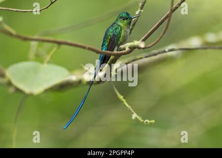 sylph a coda lunga (Aglaiocercus kingi), maschio adulto, seduto su un ramo nella foresta pluviale montana, Ande, Ecuador Foto Stock