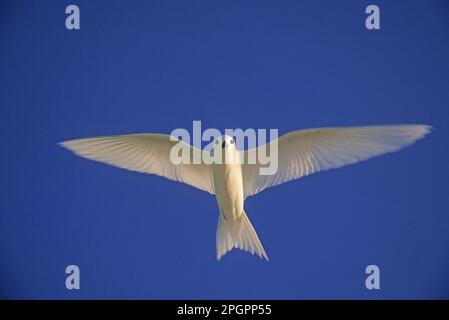 Terna delle fate, Terna delle fate, Terne bianche (Gygis alba), Terna, Animali, Uccelli, volo delle Tere bianche, Seychelles Foto Stock