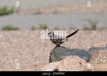 Towhee (Pipilo eritrophthalmus) razza occidentale, maschio adulto, arroccato sulla roccia, Santa Fe, New Mexico (U.) S. A Foto Stock