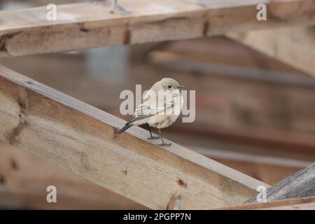 Desert Wheatear (Oenanthe deserti) femmina immatura, primo piumaggio invernale, vagrante in piedi su tavola di legno, Gorleston, Norfolk, Inghilterra, Unito Foto Stock