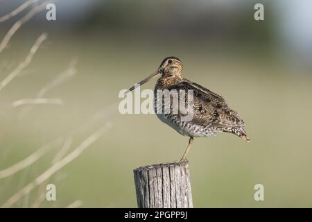 Wilson's Snipe (Gallinago delicata) adulto, in piedi sul posto, North Dakota (U.) S. A Foto Stock