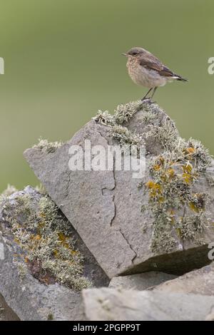 Capriolo settentrionale (Oenanthe oenanthe) giovanile, arso su un muro di pietra a secco, Sumburgh Head RSPB Reserve, Mainland, Shetland Islands Foto Stock