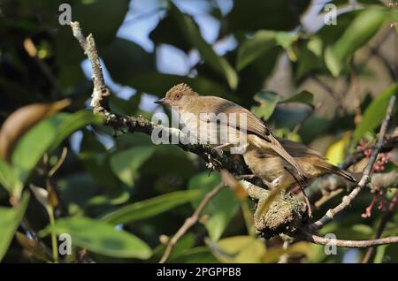 Asian Red-eyed Bulbul (Pycnonotus brunneus brunneus) due adulti, arroccato sul ramoscello, Taman Negara N. P. Monti Titiwangsa, Penisola Malese, Malesia Foto Stock