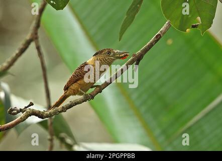 Puffbird (Nystalus radiatus) adulto, con foglia in becco, arroccato su ramoscello, riserva di San Francesco, Darien, Panama Foto Stock