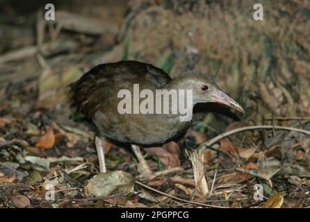 Lord Howe Island Chicken (Tricholimnas sylvestris) specie molto rare in pericolo Foto Stock