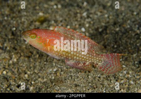 Due punti Wrasse (Oxycheilinus bimaculatus) adulto, nuoto su sabbia nera, Lembeh Straits, Sulawesi, Greater Sunda Islands, Indonesia Foto Stock