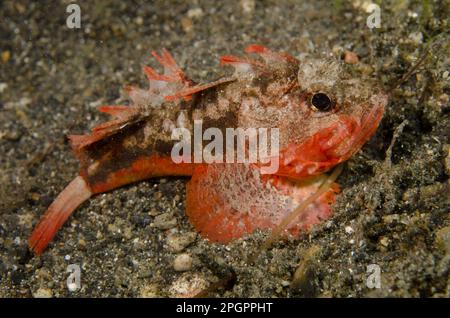 Pesce bianco adulto (Richardsonichthys Leucogogaster) che riposa su sabbia nera di notte, Lembeh Strait, Sulawesi, Greater Sunda Islands, Indonesia Foto Stock