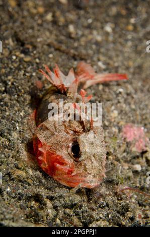 Pesce bianco adulto (Richardsonichthys Leucogogaster) che riposa su sabbia nera di notte, Lembeh Strait, Sulawesi, Greater Sunda Islands, Indonesia Foto Stock