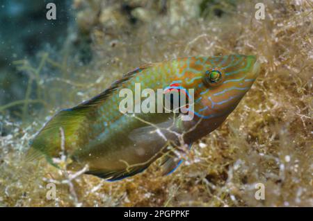 Wrasse (Symphodus ocellatus) adulto maschio, nido di guardia, Isola di Krk, Golfo del Quarnero, Mare Adriatico, Croazia Foto Stock