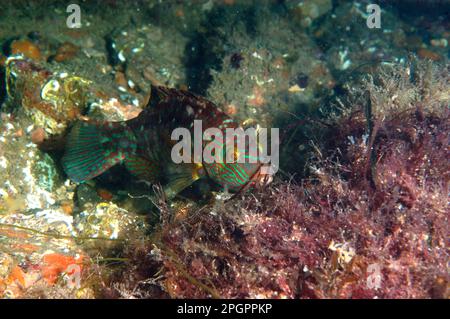 Corkwing corkwing wrasse (Symphodus melops) Adulti, Baunest, Swanage Pier, Swanage Bay, Isola di Purbeck, Dorset, Inghilterra, Regno Unito Foto Stock