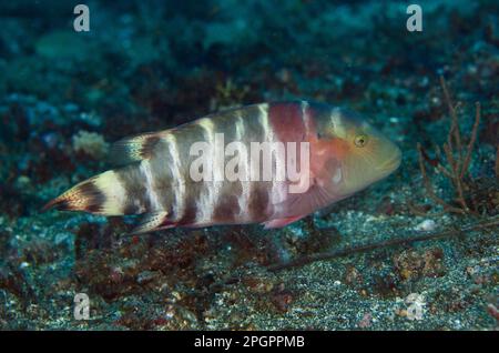 Torrefatto (Cheilinus fasciatus), altri animali, Pesce, Animali, grasse, Wrasse rosso-breasted adulto, nuoto, Lembeh Straits, Sulawesi Foto Stock