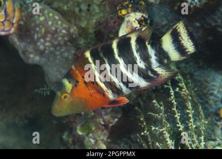 Torrefatto (Cheilinus fasciatus), altri animali, Pesce, Animali, grasse, Wrasse rosso-breasted adulto, isola di Fiabacet, isole di Raja Ampat (quattro Foto Stock