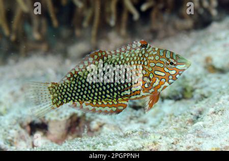 Leopardo Wrasse, altri animali, pesci, animali, Wrasse, Riccamente ornato Wrasse (Macropharyngodon ornatus) adulto, nuoto, Nyata Island, Barat Daya isole Foto Stock