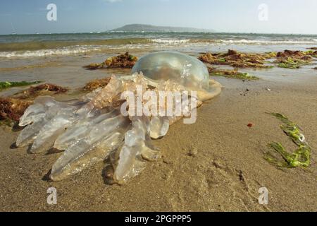 Barrel Jellyfish (Rhizostoma pulmo) adulto morto, lavato su spiaggia, Isola di Portland, Dorset, Inghilterra, Regno Unito Foto Stock