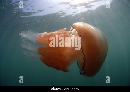 Barrel Jellyfish (Rhizostoma pulmo) adulto, nuoto vicino alla superficie, Kimmeridge Bay, Isola di Purbeck, Dorset, Inghilterra, Regno Unito, Europa Foto Stock