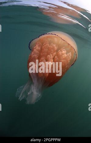 Barrel Jellyfish (Rhizostoma pulmo) adulto, nuoto vicino alla superficie, Kimmeridge Bay, Isola di Purbeck, Dorset, Inghilterra, Regno Unito Foto Stock