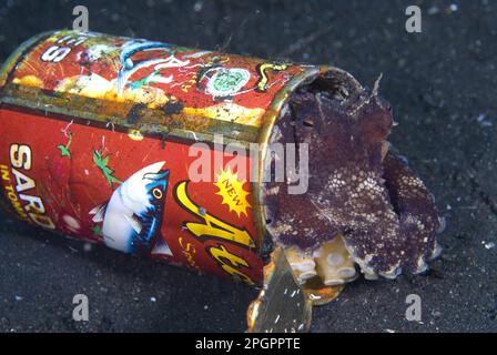 Polpo di cocco adulto (Octopus marginatus), ricovero in baratta di sardina scartata, isola di Lembeh, Sulawesi, Indonesia Foto Stock