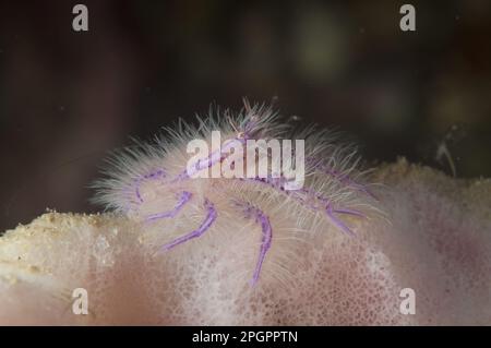 Aragosta pelosa (Lauriea siagiani) adulta, poggiante su spugnetta (Xestospongia tertudinaria), stretto di Lembeh, Sulawesi, Isole Sunda, Indonesia Foto Stock