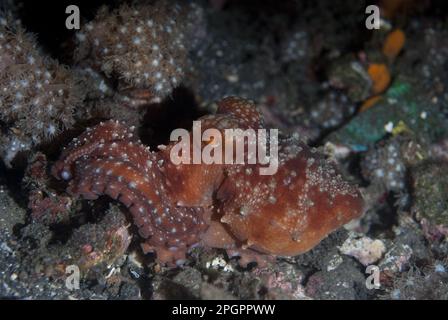 Polpo, polpo stellato (polpo luteo), polpo, altri animali, cefalopodi, animali, Molluschi, polpo stellato (Callistoctopus luteus) Foto Stock