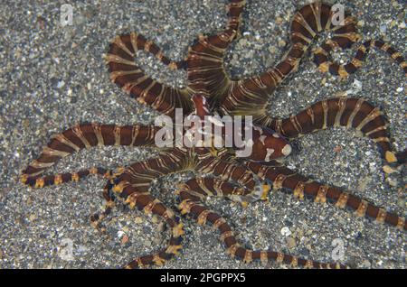 Polpi, polpi, polpi, altri animali, cefalopodi, Animali, Mollusco, Wonderpus wonderpus polpo (Wunderpus photogenicus) adulto, sulla sabbia Foto Stock